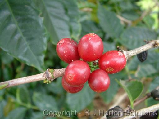 Coffee fruit 